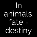 In animals, fate = destiny