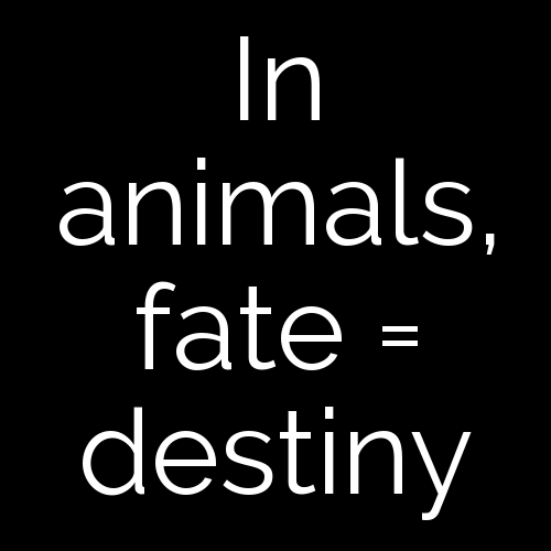 In animals, fate = destiny